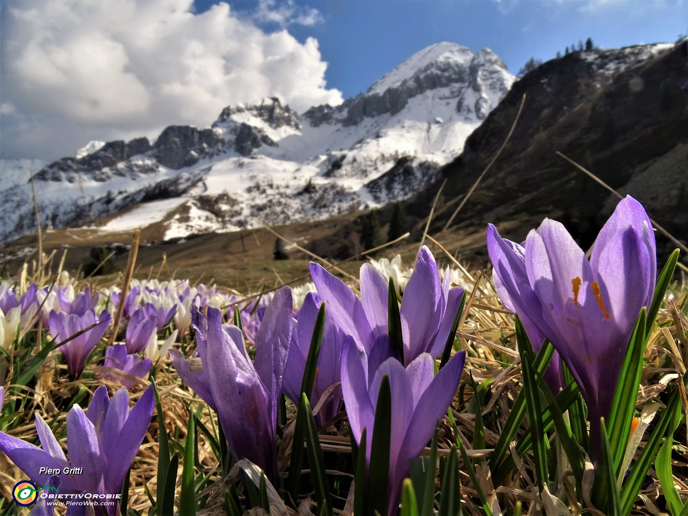 73 Il bianco delle nuvole, della neve , il violetto dei crocus...JPG